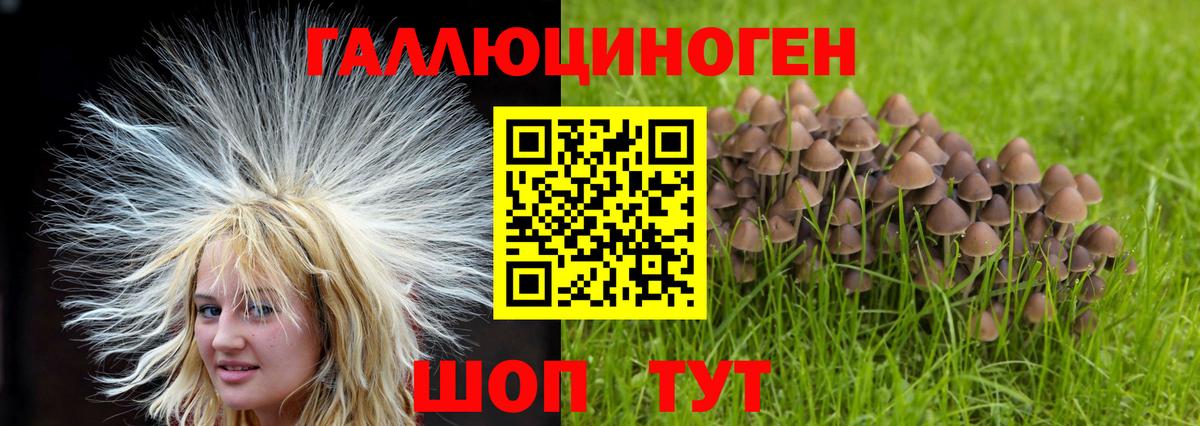 Псилоцибиновые грибы Psilocybe Черкесск